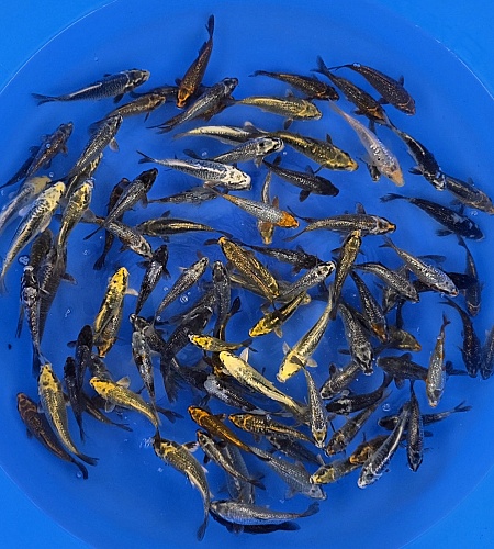 TOSAI KAWARIGOI MIX