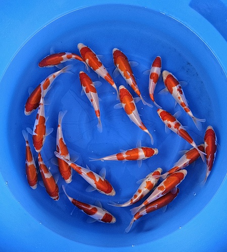TOSAI KOHAKU MIX