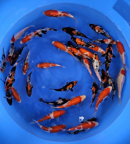 TOSAI KOHAKU SHOWA MIX