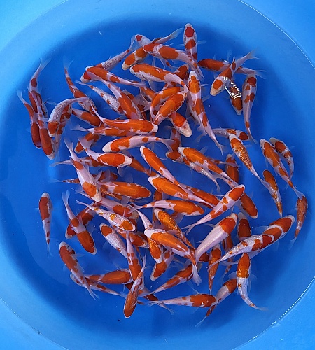 TOSAI KOHAKU
