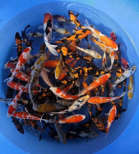 TOSAI MIX HIGER GRADE