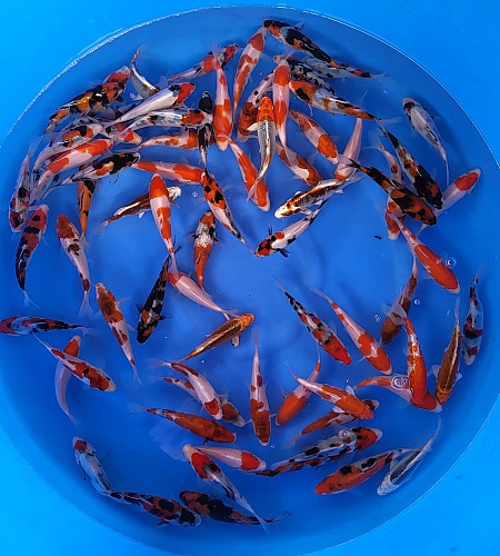 TOSAI MIX