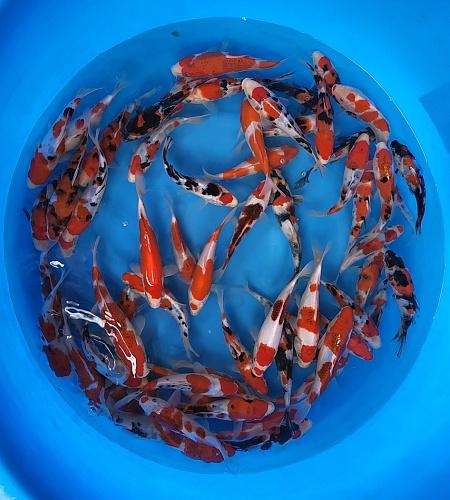 TOSAI MIX
