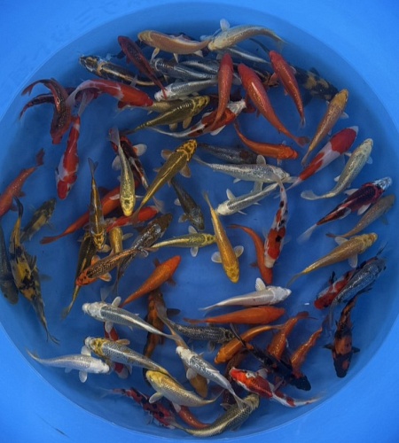 TOSAI MIX