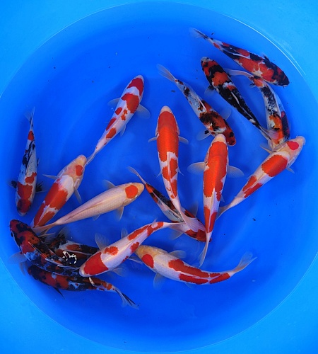 TOSAI SHOWA AND KOHAKU MIX