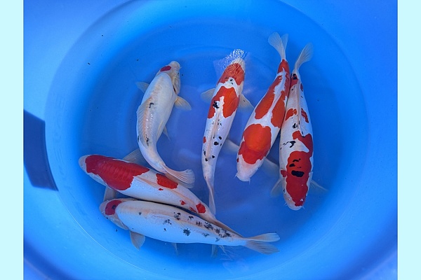 2Y Doitsu Sanke, Kohaku WYSIWYG SPR-39