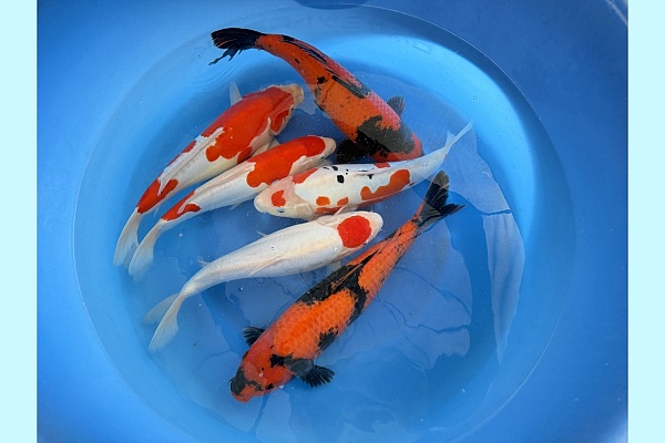2Y Doitsu T Kohaku, Doitsu Sanke, Doitsu Kohaku, Hi Utsuri SPR 94