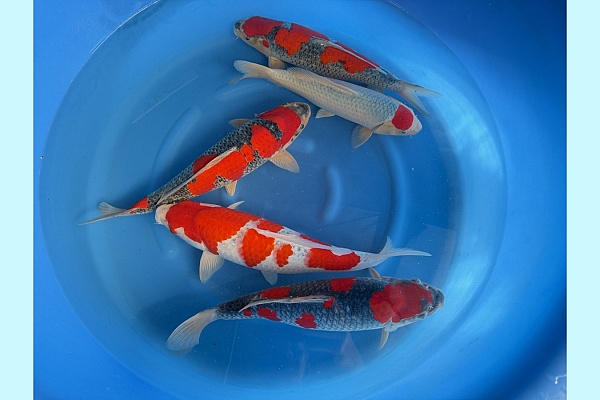 2Y Goshiki / Tancho Goshiki SPR 126