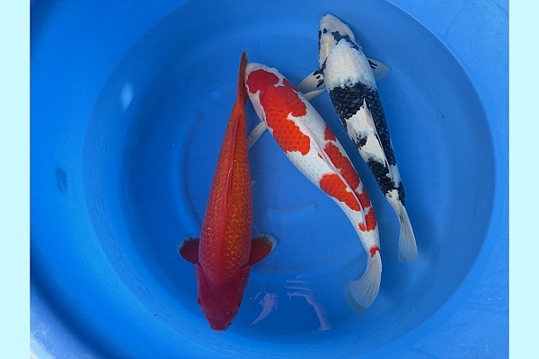 2Y GR Benigoi, Kohaku, Shiro Utsuri SPR 113