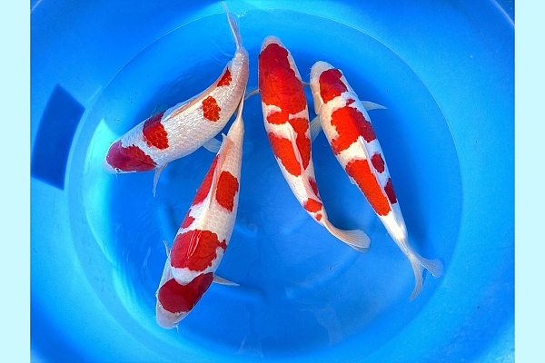 2Y GR Kohaku / Kohaku SPR 93