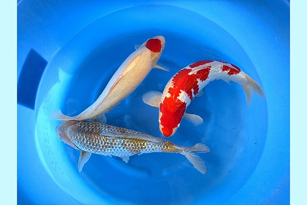 2Y GR Ochiba, GR Kohaku, Tancho Kohaku SPR 92