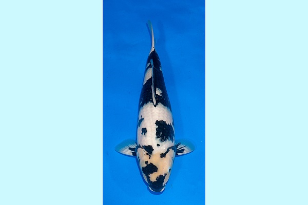 2Y HQ Female Shiro Utsuri Incl Azukari (Runner up AJYKS 58BU-2026) OGT 2-2026