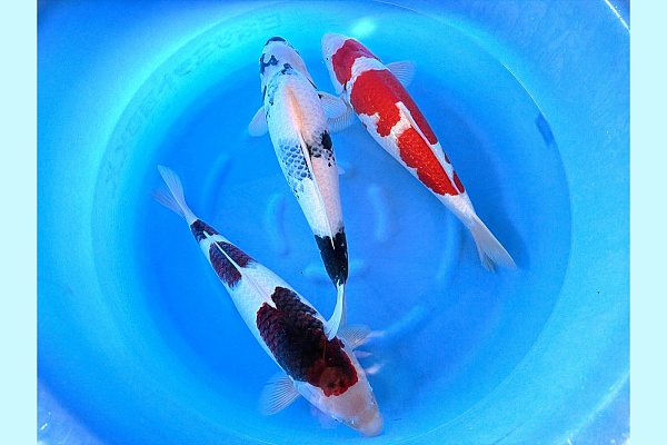 2Y HQ Goromo, GR Kohaku, Shiro Utsuri SPR 115