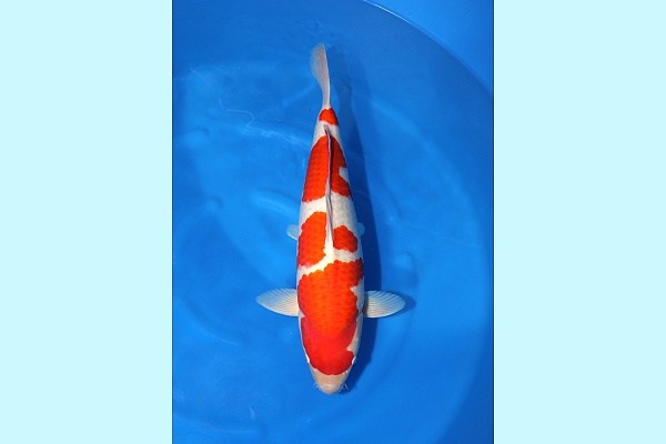2Y HQ Kohaku (Azukari 2027) AZA-2026-03