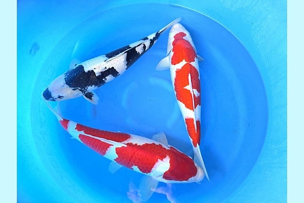 2Y HQ Shiro Utsuri, Kohaku 2x SPR 116