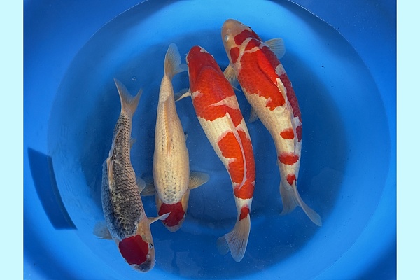 2Y Kohaku / Tancho Goshiki SPR 129