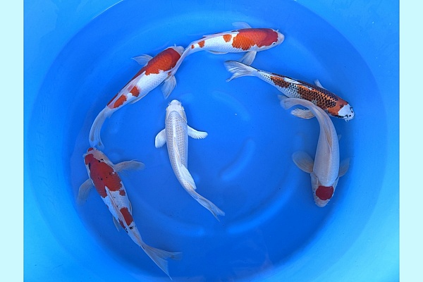 2Y Longfin Mix SPR 151
