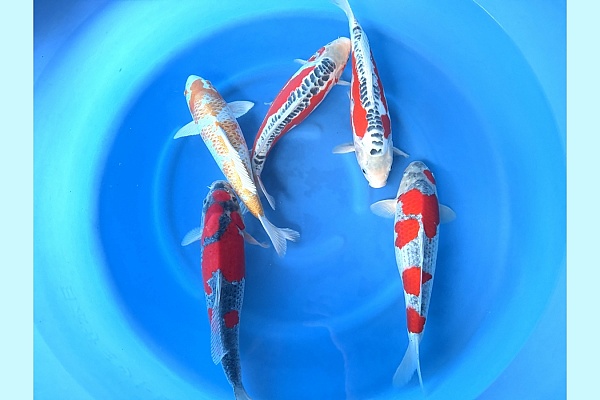 2Y Mix Goshiki, Shusui, Hariwake SPR 180