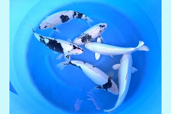 2Y Shiro Utsuri / Platina Females SPR 82