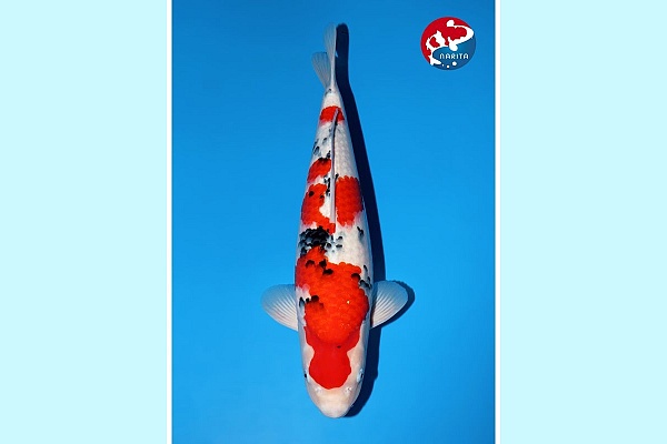2Y tategoi sanke Incl azukari Rs2025-121