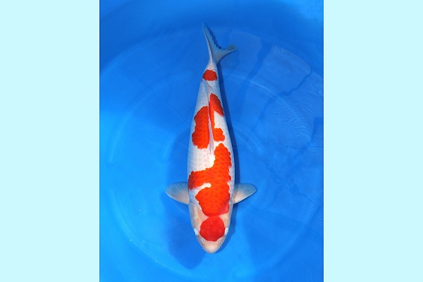 3Y HQ Kohaku (Azukari 2027) AZA-2026-04
