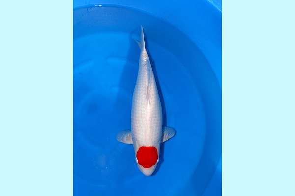 3Y HQ Tancho Kohaku - Super good!! SPR 132