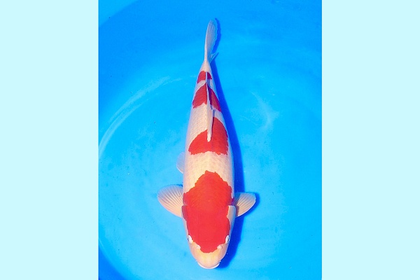 3Y HQ Yondan Kohaku JKSA-020