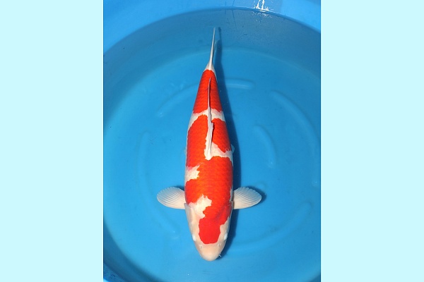 4Y F Kohaku S Legend SFF x Dainichi XJr - Azukari 2023 JKSP 02
