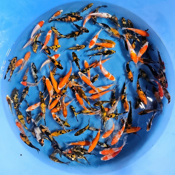 AKARUI TOSAI MIX IM02