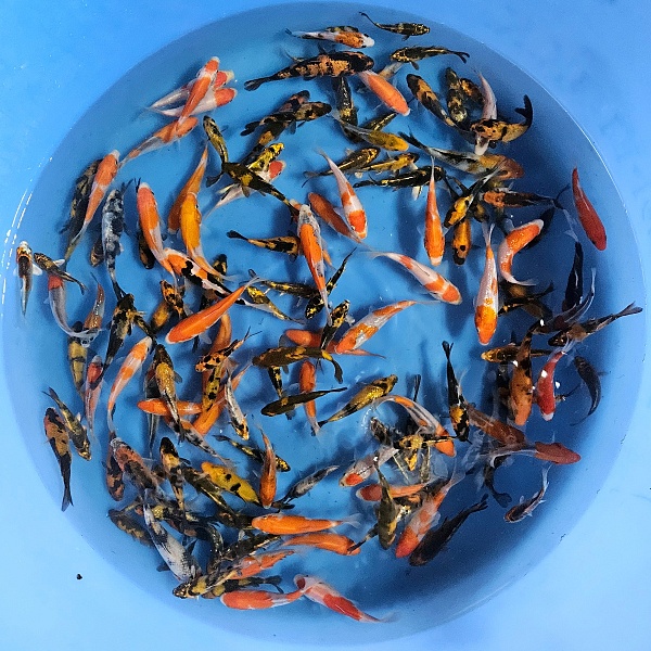 AKARUI TOSAI MIX IM04