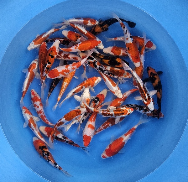 ALL MIX HIGH QUALITY S04