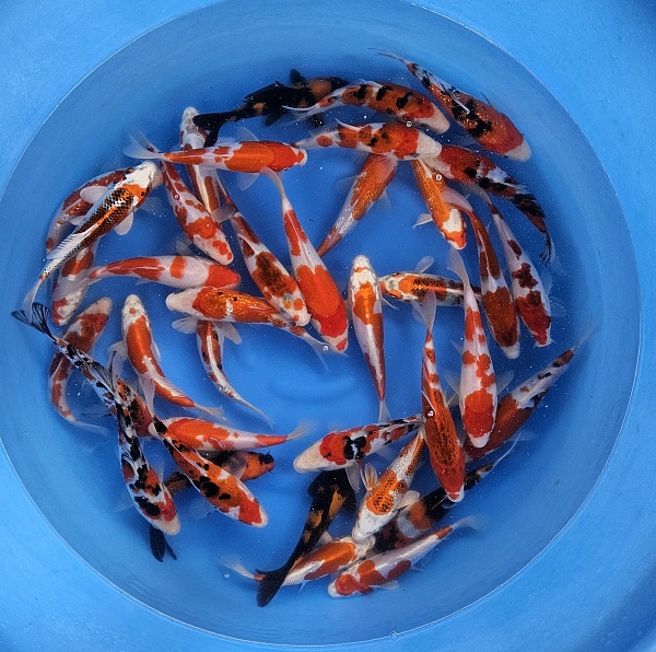 ALL MIX HIGH QUALITY S04