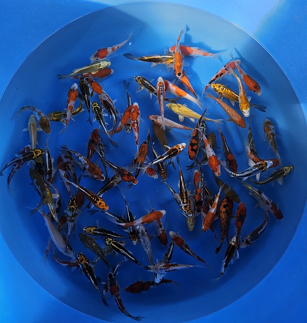 COLORFUL TOSAI MIX IK02