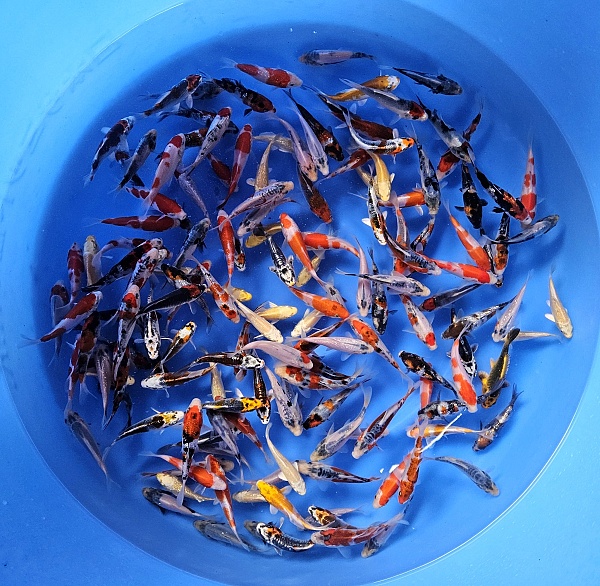 COLORFUL TOSAI MIX SU03