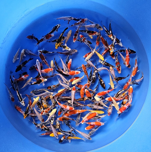 COLORFUL TOSAI MIX SU03