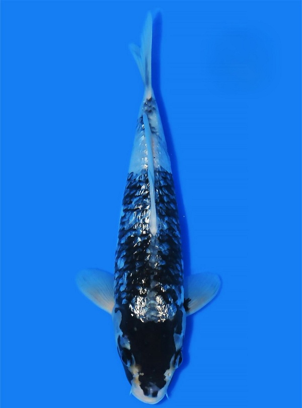 GIN RIN HAJIRO TANI-202603