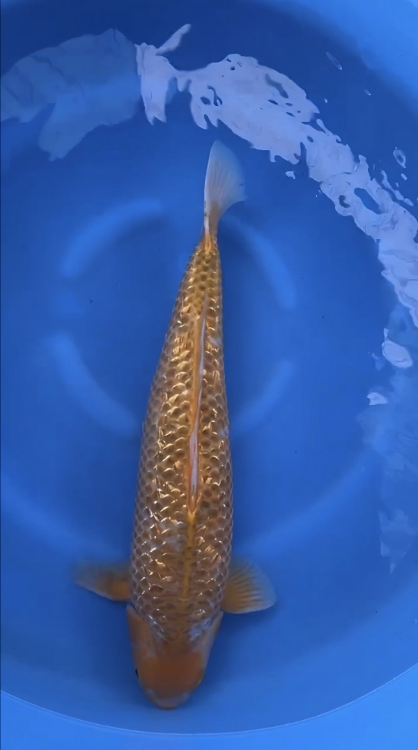 GOLDEN CORN TANI-FR01
