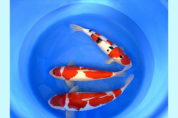 HQ 2Y Kohaku 2x / Sanke 1x SPR 201