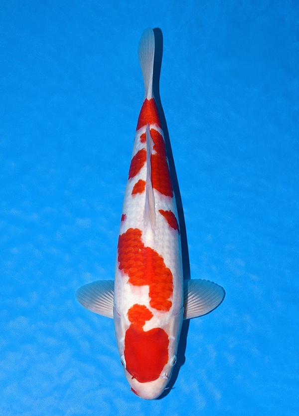 JUMBO TOSAI KOHAKU + AZUKARI AP2026-044