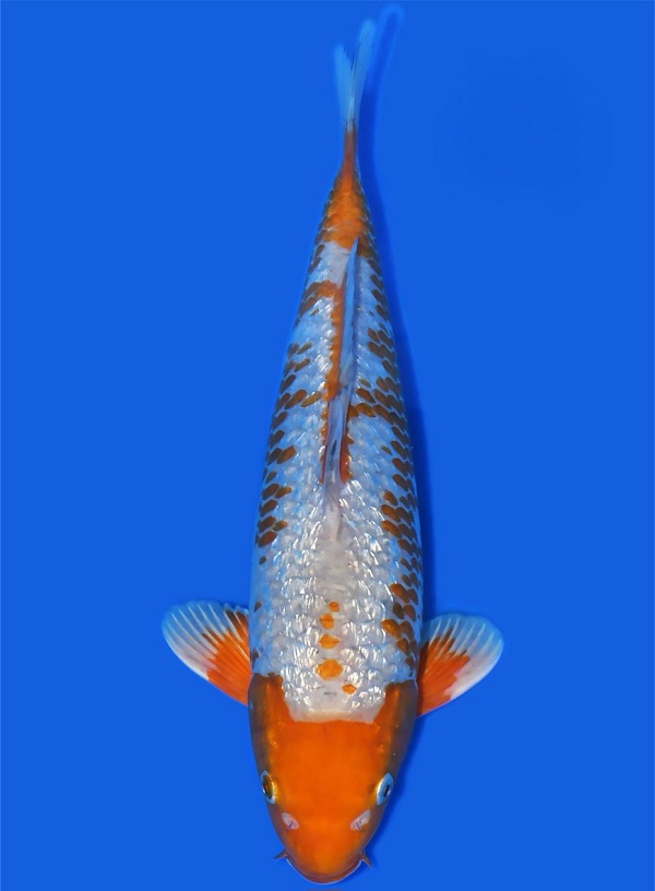 KAWARIGOI TANI-202602