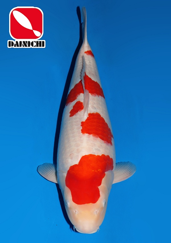 KOHAKU - WHITE TIGER DA01