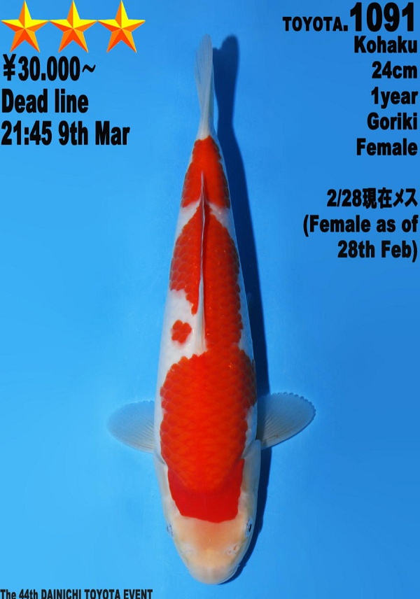KOHAKU DAIN-T1091