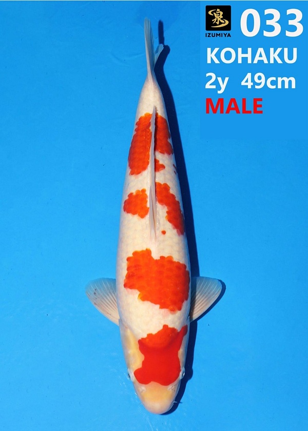 KOHAKU IZUM-006