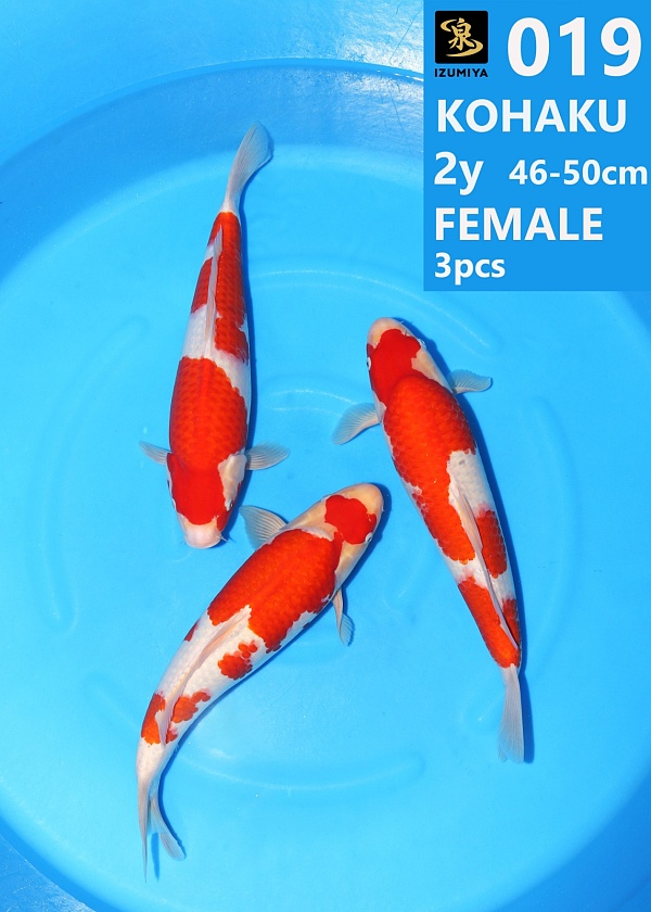 KOHAKU IZUM-118