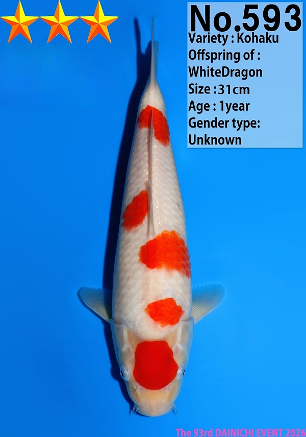 KOHAKU JUMBO TOSAI DAIN-593