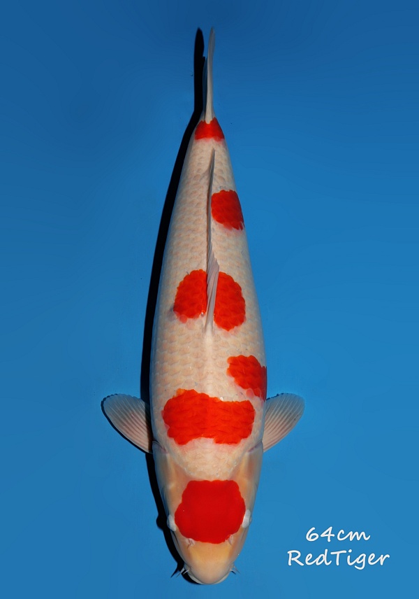 KOHAKU MULTI-STEP - RED TIGER DA07