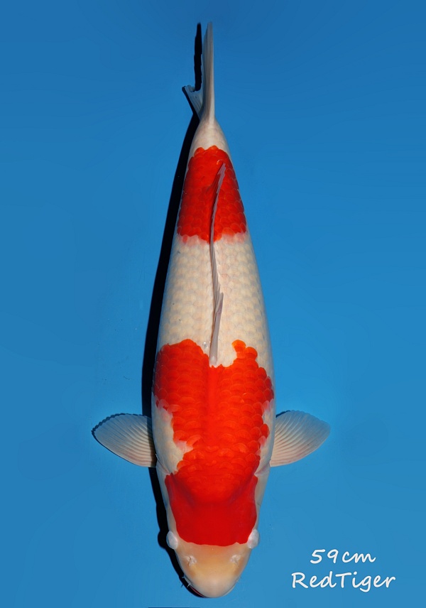KOHAKU - RED TIGER DA03