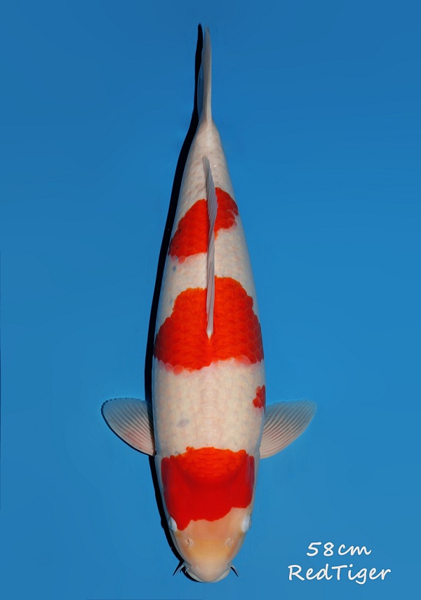 KOHAKU - RED TIGER DA06