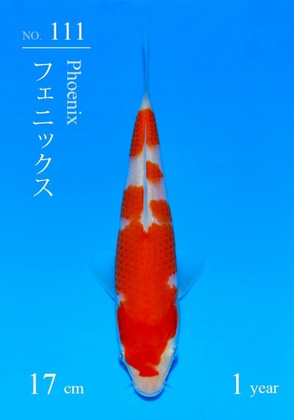 KOHAKU SAKAI CUP + AZUKARI 2027 SAK-001