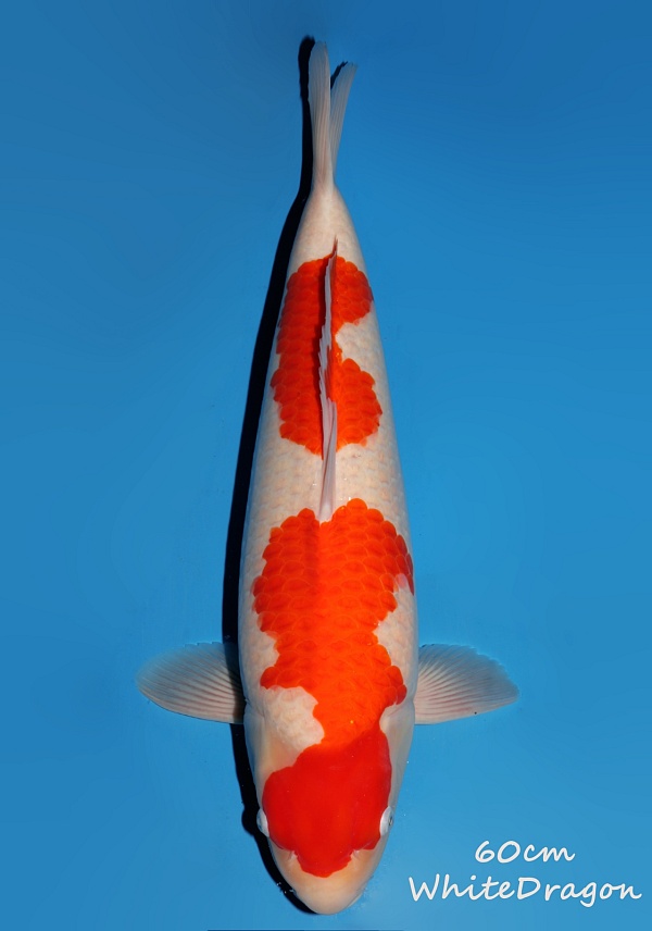 KOHAKU - WHITE DRAGON DA04